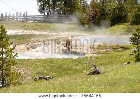 Yellowstone United States - May 31 2015: Clear aqua hot spring with deep central hole steam and limy shoreline people on boardwalk West Thumb area of Yellowstone National Park Wyoming.