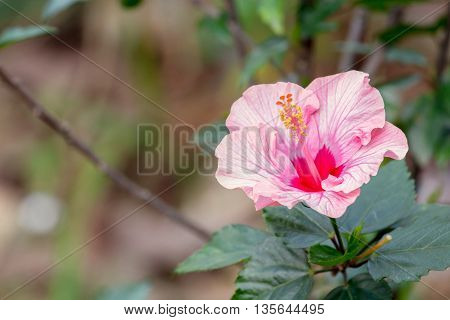 Pink Hibiscus Rosa-sinensis flower or China rose