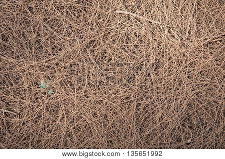 Great background texture of red fir needles