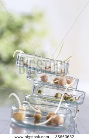 Experiment with maize in laboratory for research