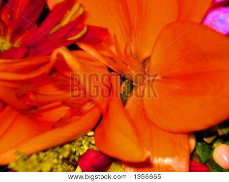 Closeup Orange Flower 