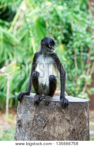 Spider monkey on a tree