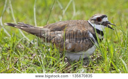Killdeer that is on a nest with eggs on a grassy field