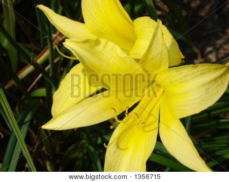 Žlutá Lilly