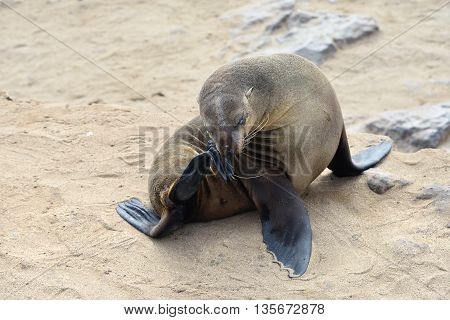 Relaxed Cape Fur Seal, Namibia