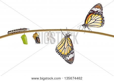 Isolated transformation of common tiger butterfly emerging from cocoon on twig with clipping path