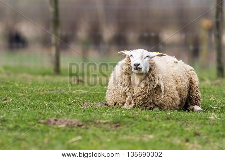 on the field is there an sheep stay around and eat the grass