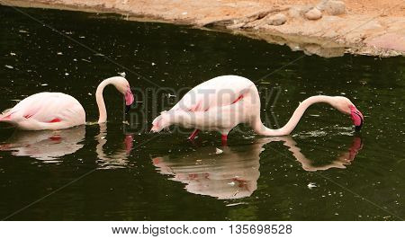 Flamingo swimming and drinling water in zoo