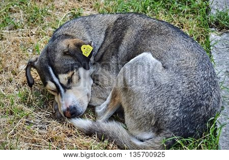 Homeless cute dog sleeping in the grass beside the street