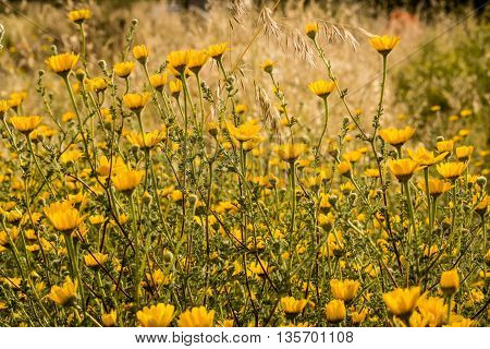 field of yellow flowers,spring outdoor plant, nature