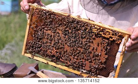 Beekeeper and bees in the hive with frame