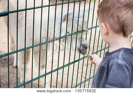 Lama Eating Out Of The Hand Of A Boy.