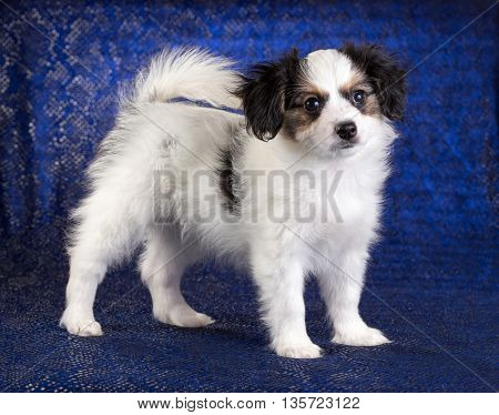 Cute puppy of the Continental Toy spaniel - Phalene -on a blue background