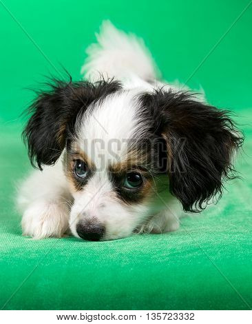 Cute puppy of the Continental Toy spaniel - Papillon - on a green background