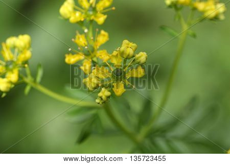 Flower of a common rue plant (Ruta graveolens).