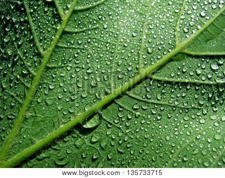 wet green lamina