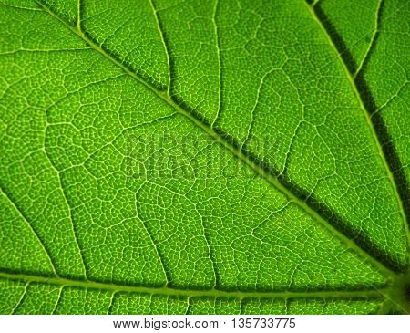 green lamina