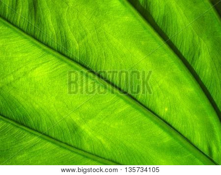 detail of the green lamina