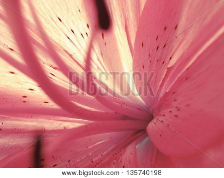 flowers background