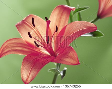 flowers background