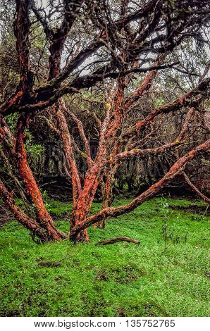 Polylepis Forest Also Called Paper Tree This Forest Is Evaluated To Be One Of The Oldest On Earth Located In Carchi Region North Of Ecuador South America