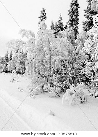 Bevroren bos in de sneeuw