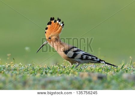 hoopoe bird in natural habitat (upupa epops)