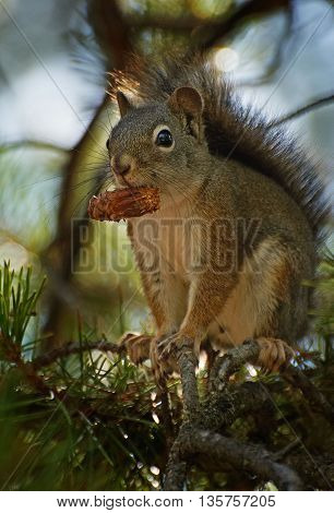 Gray squirrel with  strobile on the tree