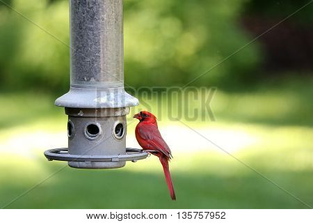 Male Cardinal bird at feeder near end of day