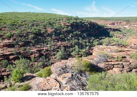 Scenic landscape views of the Murchison River Gorge at the Z-bend in Kalbarri National Park with lush greenery and red sandstone bluffs under a clear blue sky in Kalbarri, Western Australia.
