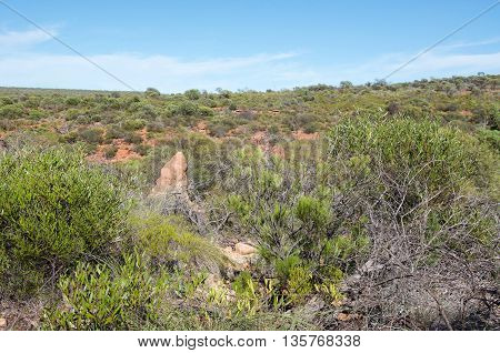 Termite mound in the vegetated terrain with sandstone rock under a clear blue sky at Kalbarri National Park in Western Australia.