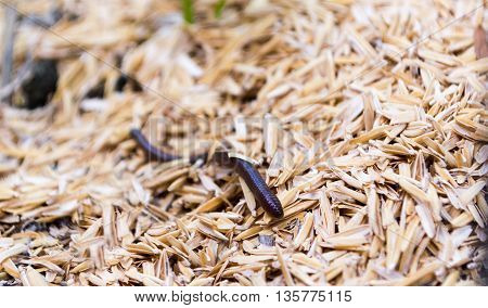 Earthworm, Lumbricina, Haplotaxida. Small animal in nature and utilize the soil.