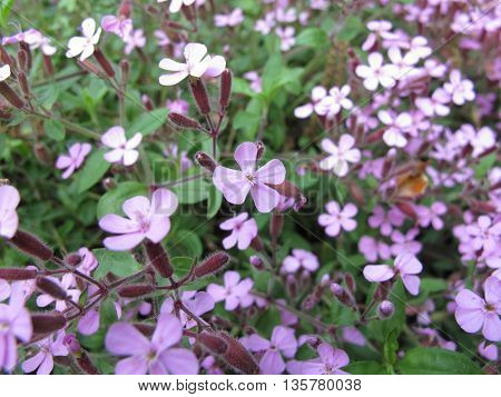 Flowering rock soapwort, Saponaria ocymoides, in garden