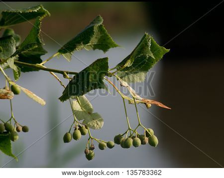The Tilia cordata (Tilia cordata) crop after flowering.