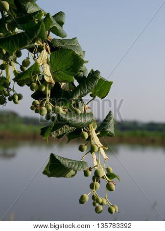 The Tilia cordata (Tilia cordata) crop after flowering.
