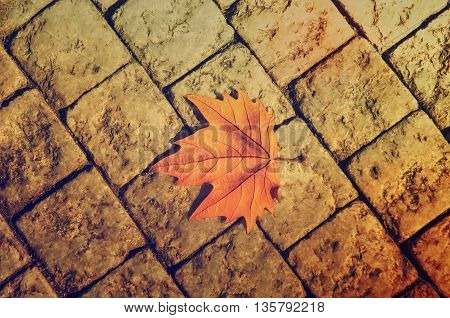 Autumn golden orange maple laef lying on the city cobblestone autumn vintage hipster seasonal background