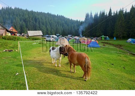 GLAVOI, ROMANIA - AUGUST 07, 2015: two ponies are flirting in the free camping site Poiana Glavoi in Apuseni Park, nearby Cetatile (Fortress) Ponorului
