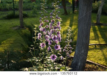 Delphinium flowers in evening garden in sunlight