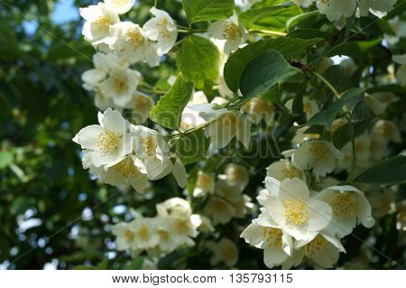 White jasmine flowers in the summer garden