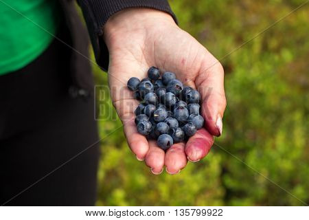 A handful of beautiful ripe sweet blueberries lies in the hands of women