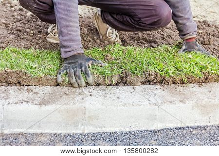 Man is unrolling laying sod for new lawn at parking lot with roadside stones.