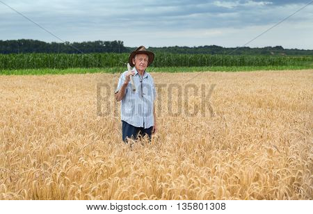 Senior Peasant In Golden Barley Field