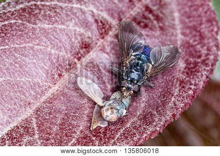 Macro Shot Of A House Fly (blue Bottle Fly)