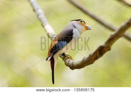 Colorful Bird Silver-breasted Broadbil