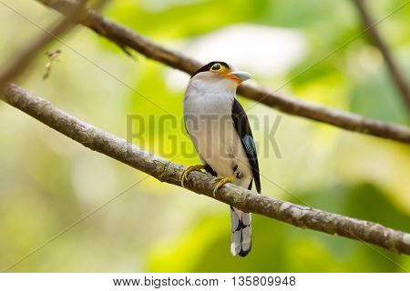 Colorful Bird Silver-breasted Broadbil