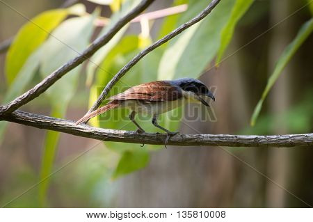 Tiger Shrike In Forest