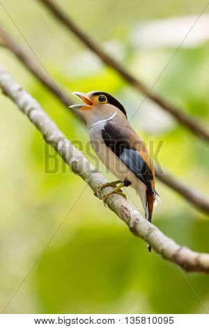 Colorful Bird Silver-breasted Broadbil