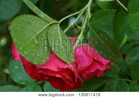 Pink red Rose flowers in the garden