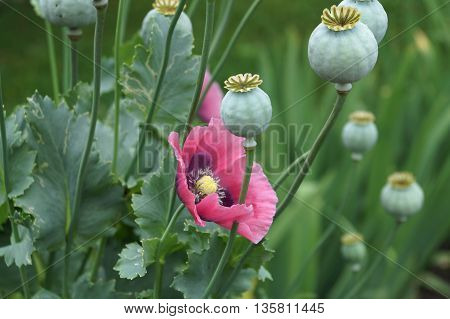 Pink poppy flower in the summer garden
