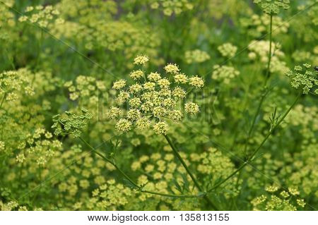 Blooming Dill growing in the vegetable garden